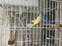 Çift Muhabbet Kuşu Kaçırmayın