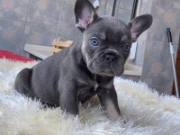 Egzotik Blue French Bulldog Yavrularım Rezerveye Açık