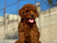 Sevimli Poodle Yavrularım