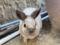 1 yaşında erkek cüce tavşan