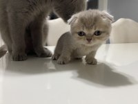 Scottish Fold Güzelliklerime Yuva Arıyorum