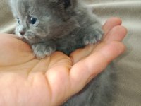 Alıştırmalık British Shorthair