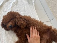 Sahiplendirme Poodle Köpeğimiz Yuva Arıyoruz