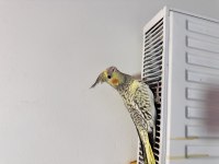 Sultan Papağanımız Sahiplendirilecek