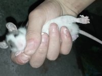 Uysal erkek evcil rat