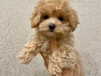 Birbirinden sevimli maltipoo yavruları