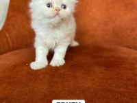 A Kalite Red Point British Longhair Yavrular