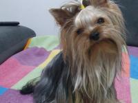 Yorkshire Teacup Bebekler