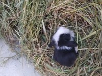 Cüce Ve Lop Tavşan