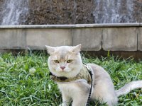 Safkan British Shorthair Ay11 Erkek