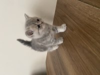 British Shorthair Dişi Kedim