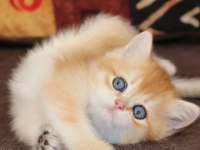 Efsanevi güzellikte golden british shorthair