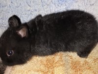 Netherland Dwarf Hollanda Cüce Tavşan