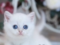 Beyaz Melek Silver British Shorthair Ns133