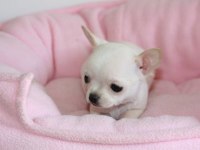 Mini Chihuahua Yavruları