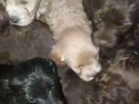 Orijinal maltipoo yavru