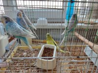 Yavru muhabbet kuşlar