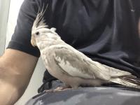 Yavru Sultan Papağanları 4-5 Aylık