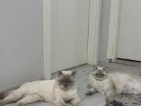 2 Aylık British Longhair Yavrularımızı Sahiplendiriyoruz