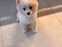 3 Aylık Dişi Pomeranian