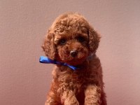 Safkan Toy Poodle Köpeklerimiz
