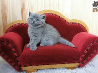 British Shorthair Yavrular