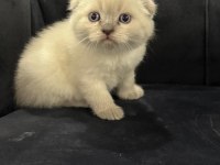 Yeni yuvalarına hazır scottish yavrular