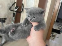 British Shorthair Kedisi
