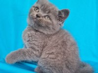 Scottish Yavrular Sahibinden