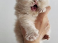 İran Chinchilla Karışımı