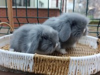 Orjinal Hollanda Teddy Lop Tavşanı Yavrular
