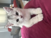 Erkek British Shorthair 2 Aylık