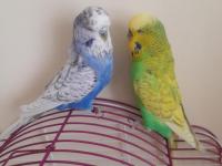 Renk güzeli jumbo muhabbet kuşlar