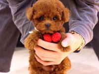 Toy Poodle Yavrusu