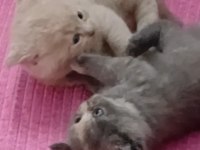 Scottish Fold Ve Scottish Straight Kardeşler