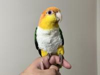 Caique Papağanı Süper Formda