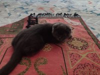 Scottish fold henüz 2 aylık