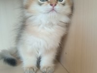 Ev Ortamında Büyümüş British Longhair