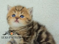 Dikkat çekici güzelliğiyle black golden british shorthair