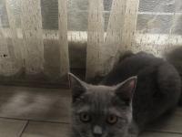 Acil Yavru - Yetişkin British Ve Scottish Kediler