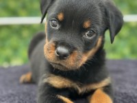 A şecere kıf kayıtlı rottweiler yavrularımız