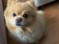 Köpeğimize Çiftleştirmek İçin Dişi Arıyoruz