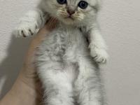 Scottish Fold Ve Scottish Straight Bebekler