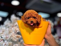 Güzel Ve Safkan Toy Poodle Yavru Köpekler