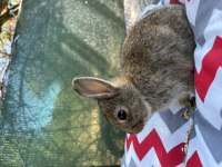 Hollanda Cüce Tavşan Yavruları