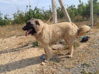 6 Aylık Orjinal Üst Düzey Erkek Yavru Köpeğimiz
