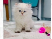 Kdimiz çocukların sevimli arkadaşı