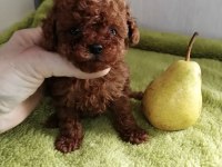 Toy Poodle Red Brown Kore Mini Yavrular