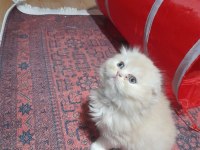 3 ocak doğumlu scottish fold yavrumuz