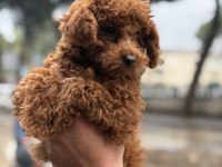 Şehir Dışına Çıkacağım İçin Sahpilendireceğim Poodle